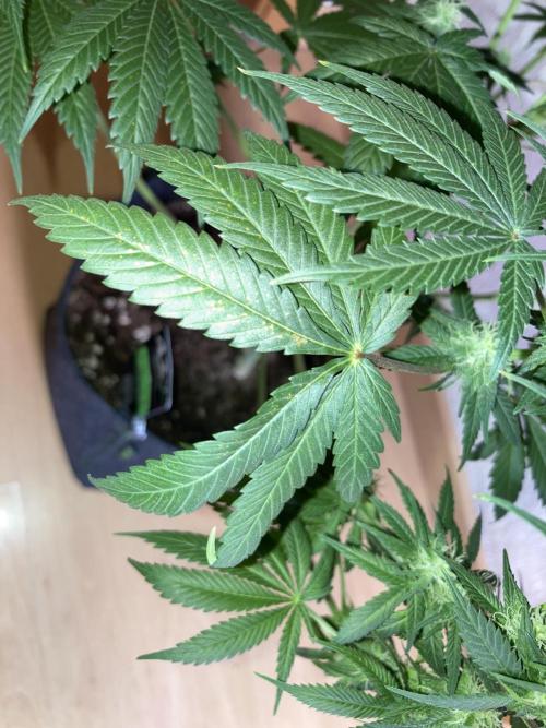 AK 47. Week 10