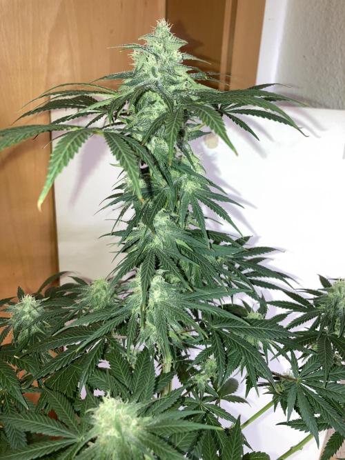 AK-47. Week 11 - 01.03.26