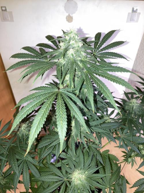 AK-47. Week 11 - 01.03.26