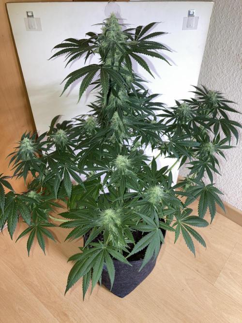 AK 47. Week 11