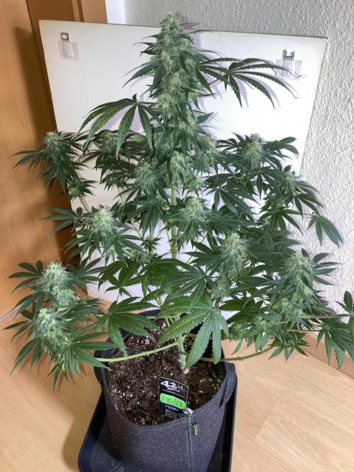 AK-47. Week 12 - 08.03.26
