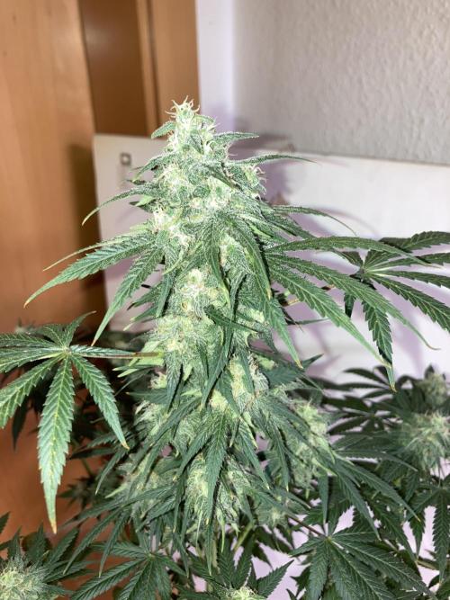 AK-47. Week 12 - 08.03.26