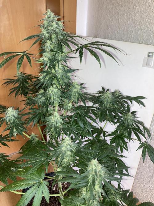 AK 47. Week 12