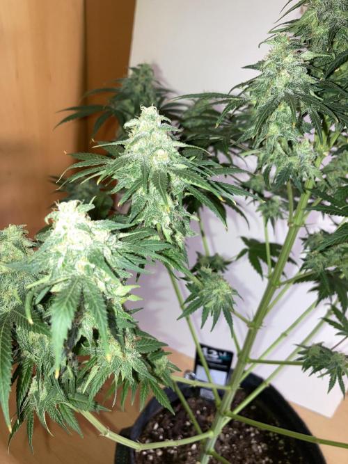 AK-47. Week 13 - 14.03.26