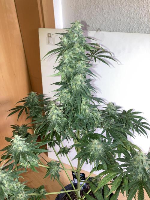 AK-47. Week 13 - 14.03.26