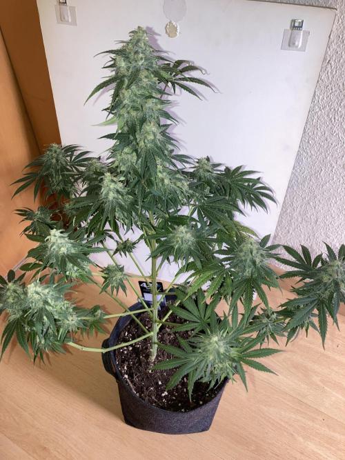 AK 47. Week 13