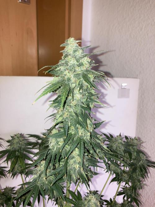 AK-47. Week 14 - 21.03.26