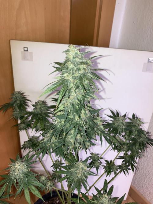 AK-47. Week 14 - 21.03.26