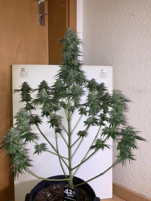 AK-47. Week 14 - 21.03.26
