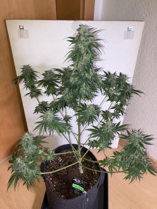 AK 47. Week 14