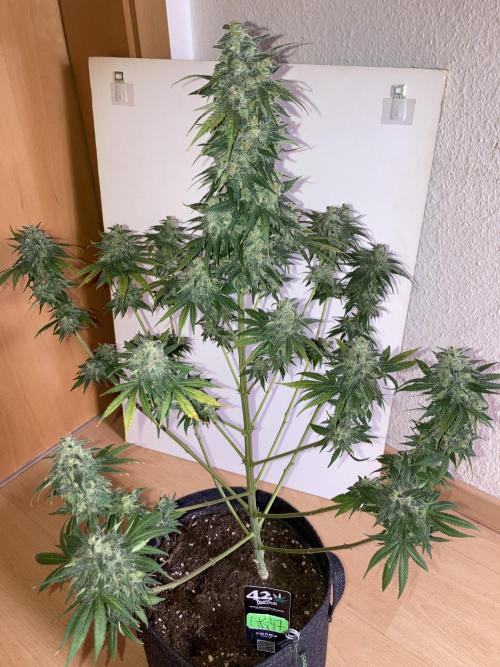 AK-47. Week 15 - 25.03.26