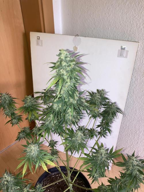 AK-47. Week 15 - 25.03.26