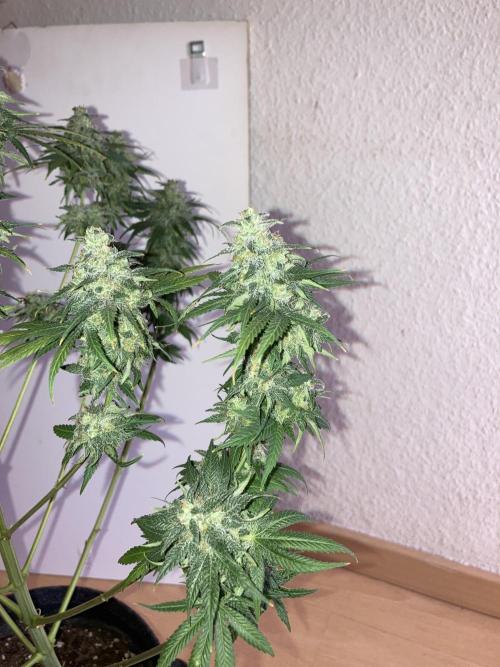 AK-47. Week 15 - 25.03.26