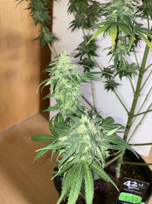 AK-47. Week 15 - 25.03.26