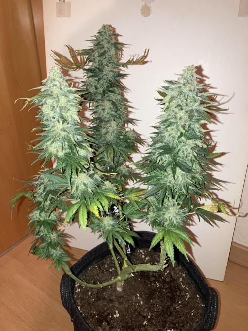 AK 47. Week 15