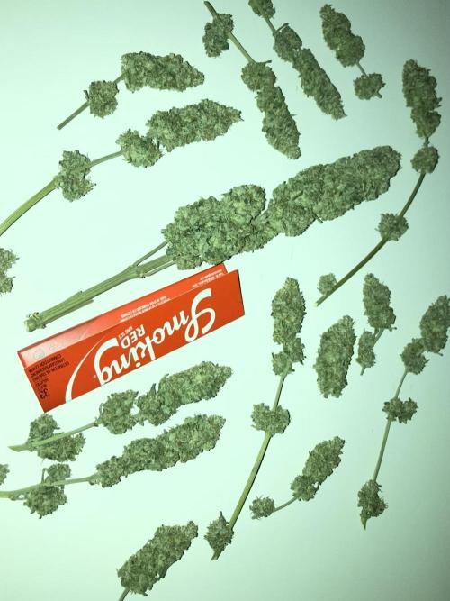 AK-47. Week 15 - Ernte in dry
