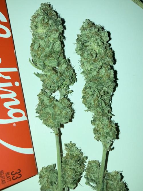 AK-47. Week 15 - Ernte in dry