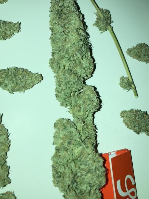 AK 47. Week 15