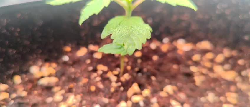 Red Critical Auto