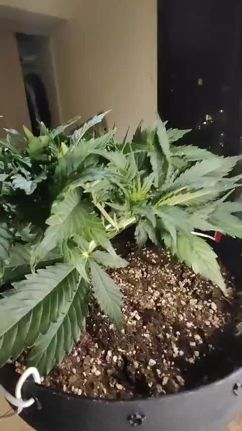 Red Critical Auto