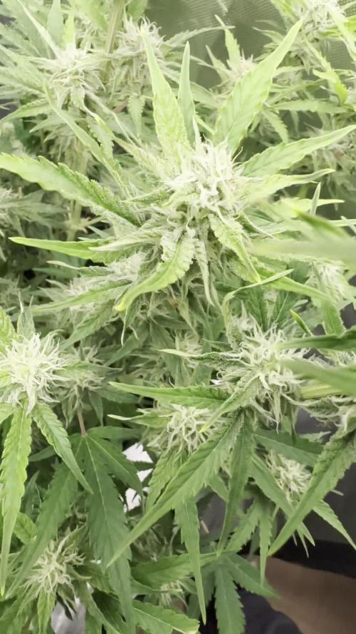 Blueberry Auto // Very first grow