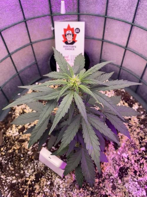 My 1# mini Grow / thnx Doc :)