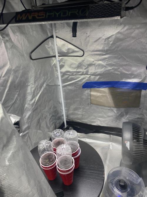 First time breeding run. Week 3 - Seedlings day 1 ~ FEATHERED FRUIT 
37 PARALLEL 