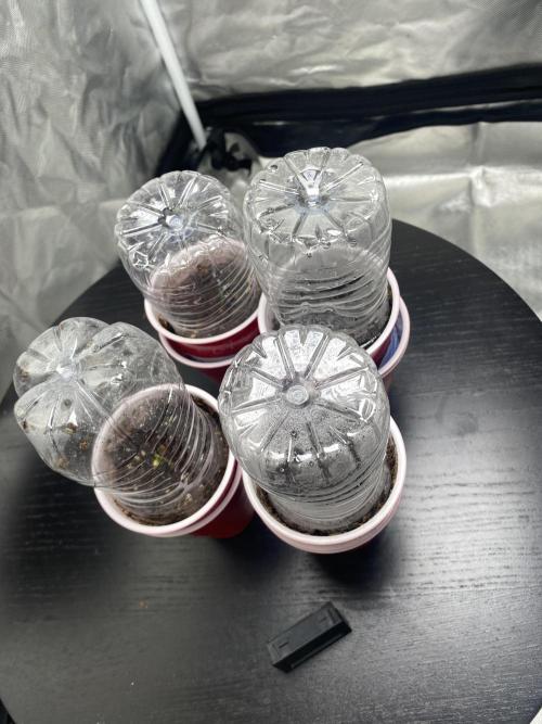 First time breeding run. Week 3 - Seedlings ~ Feathered fruit 
And 37 parallel 