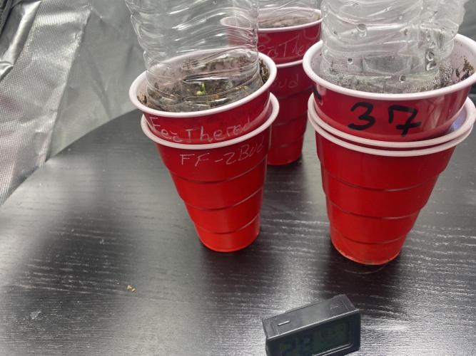 First time breeding run. Week 3 - Seedlings ~ Feathered fruit and 37 parallel 