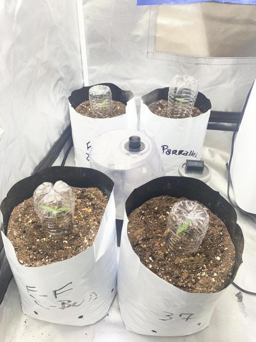 First time breeding run. Week 3 - Week 1 ~ seedlings feathered fruit 
37 parallel 