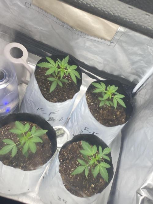 First time breeding run. Week 3 - Week 2 ~feathered fruit 
37 parallel 