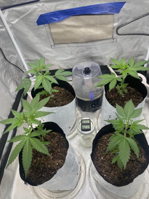 First time breeding run. Week 3 - Week 3 ~ Feathered fruit 
37 parallel 