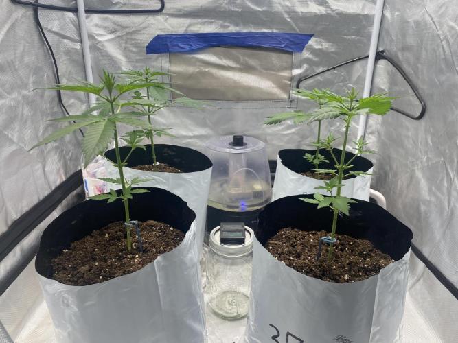 First time breeding run. Week 3 - Middle of week 3 ~feathered fruit 
37 parallel 