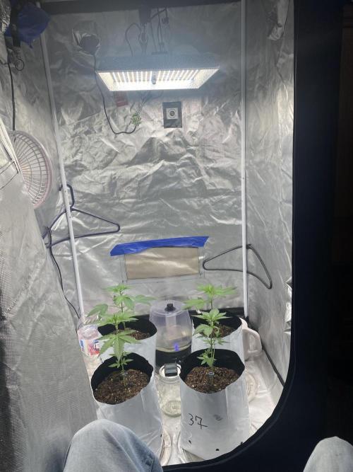 First time breeding run. Week 3 - End of week 3 ~ Feathered fruit 
37 parallel 