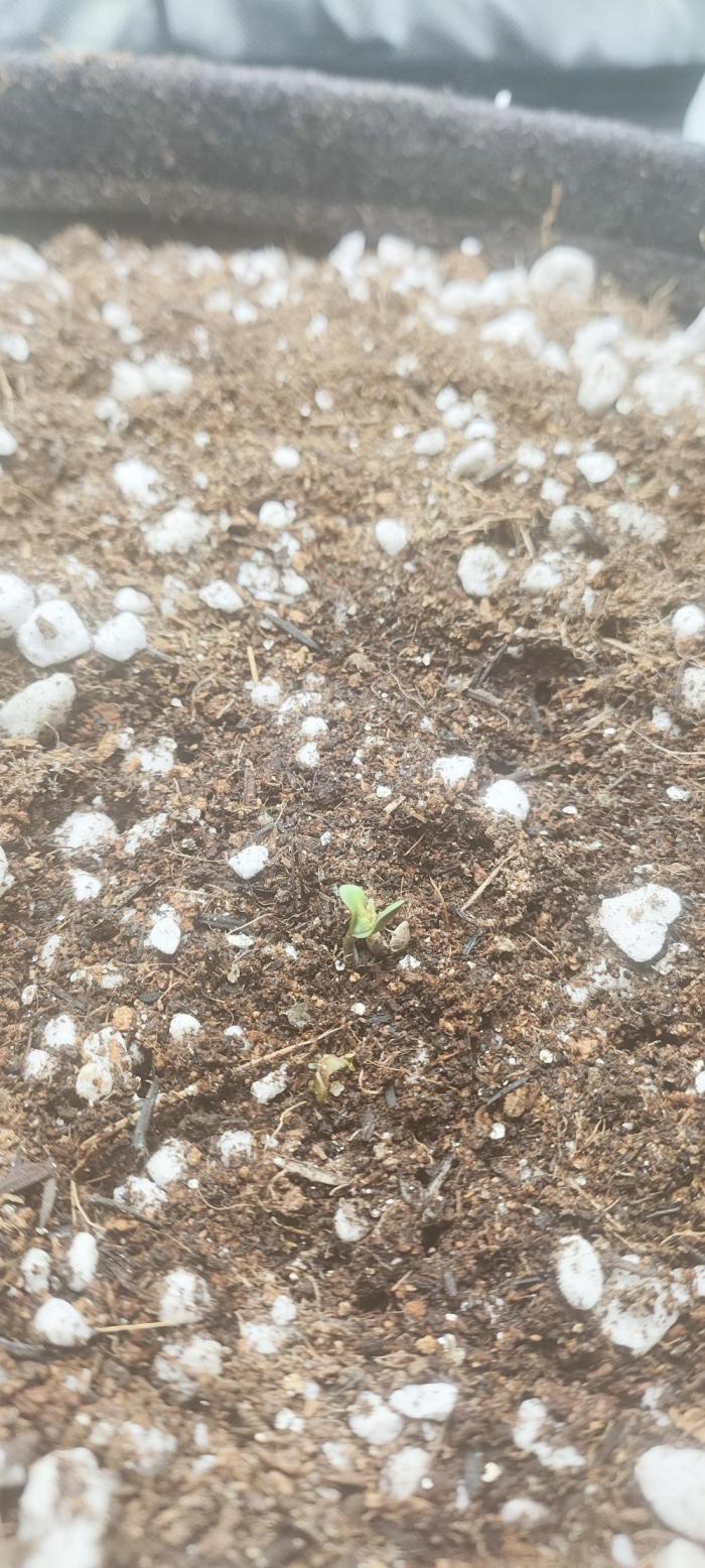 N° 1 -  Auto Blueberry. Week 1