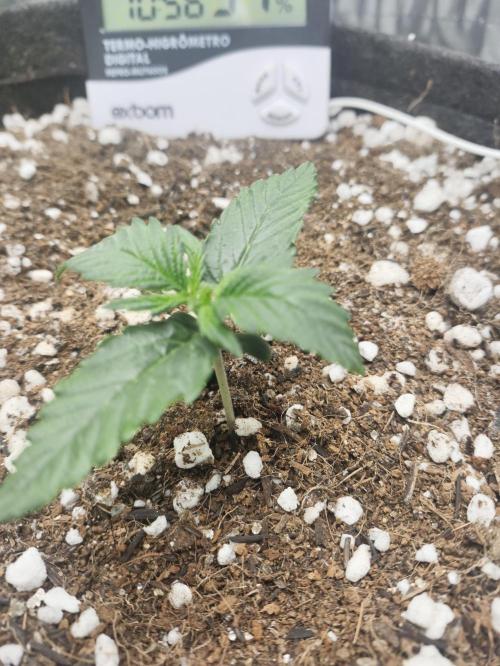 N° 1 -  Auto Blueberry. Week 2