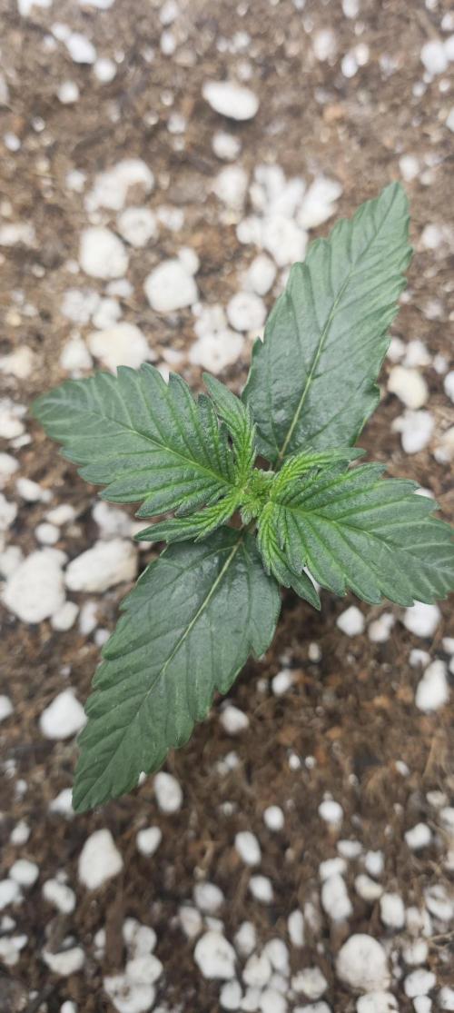 N° 1 -  Auto Blueberry. Week 2