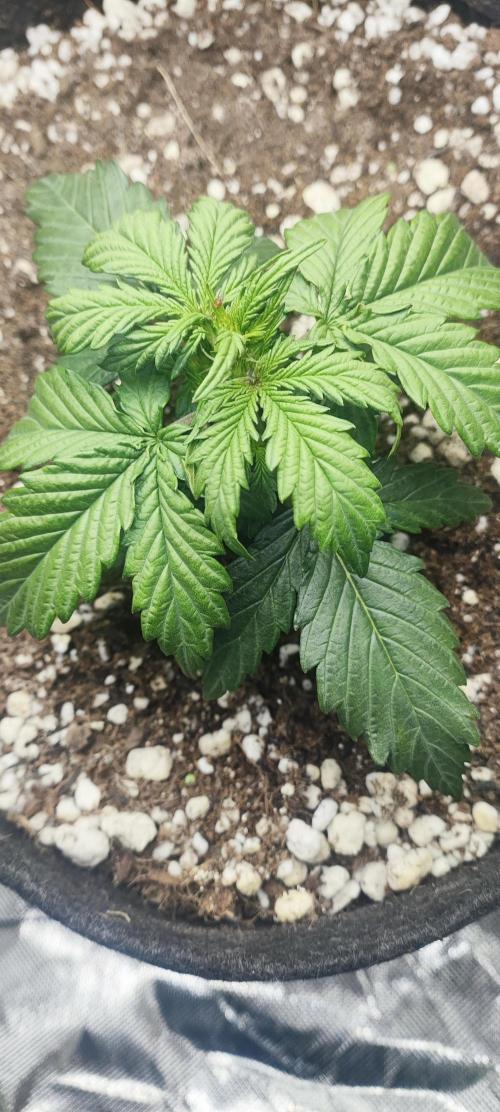 N° 1 -  Auto Blueberry. Week 3