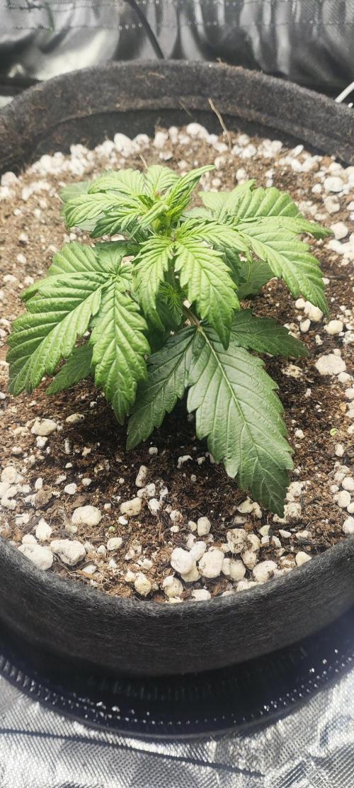 N° 1 -  Auto Blueberry. Week 3