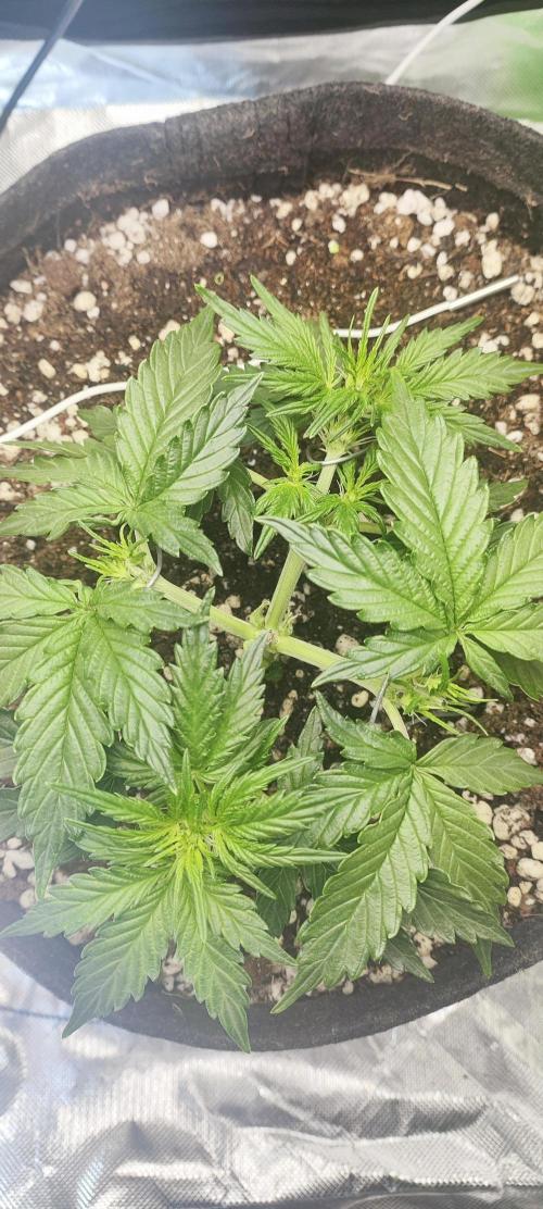 N° 1 -  Auto Blueberry. Week 4