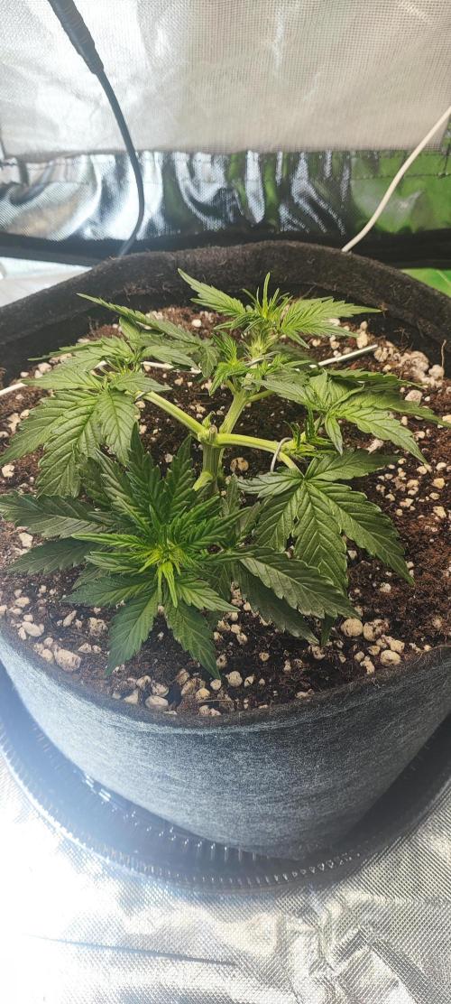 N° 1 -  Auto Blueberry. Week 4