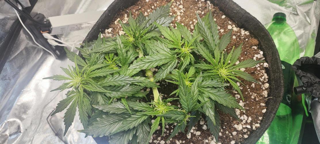 N° 1 -  Auto Blueberry. Week 5