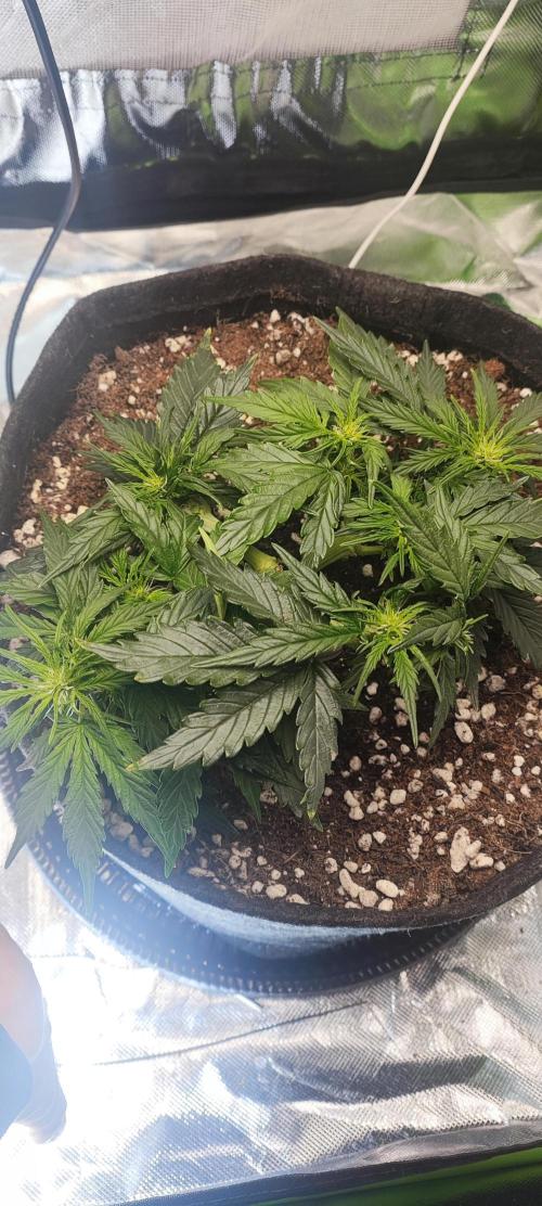 N° 1 -  Auto Blueberry. Week 5