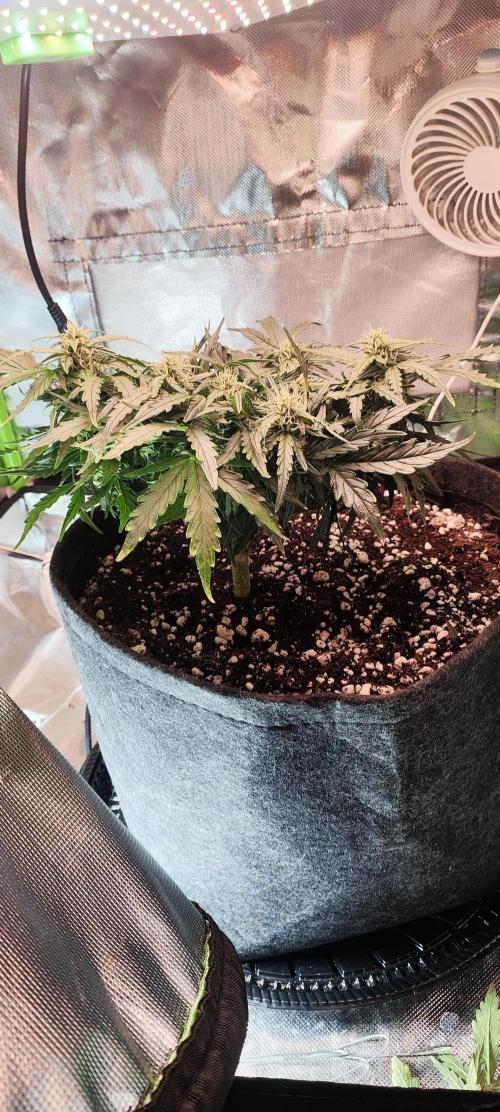 N° 1 -  Auto Blueberry. Week 6