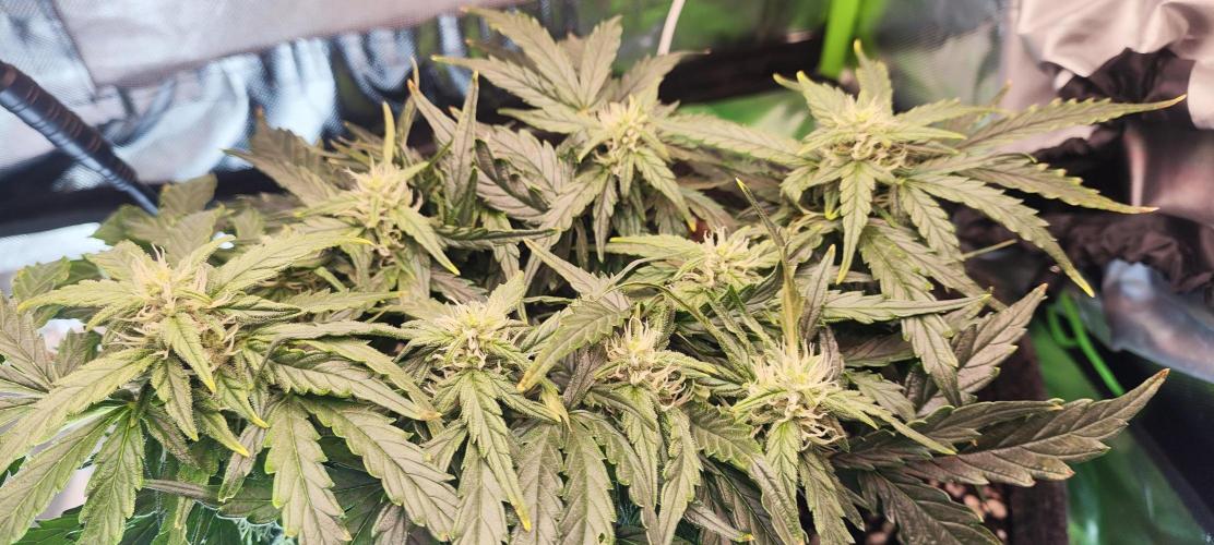 N° 1 -  Auto Blueberry. Week 6