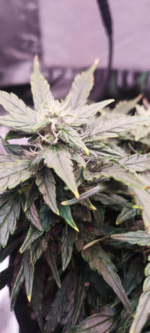 N° 1 -  Auto Blueberry. Week 7