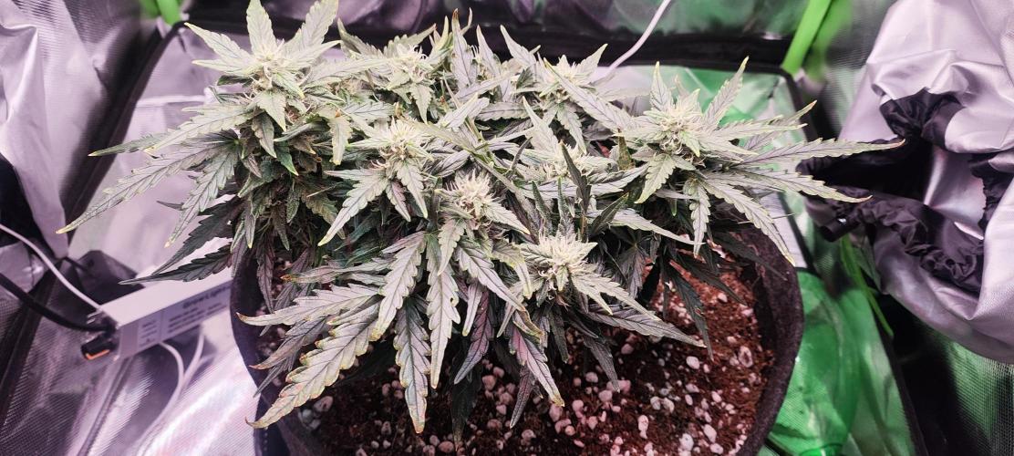 N° 1 -  Auto Blueberry. Week 7