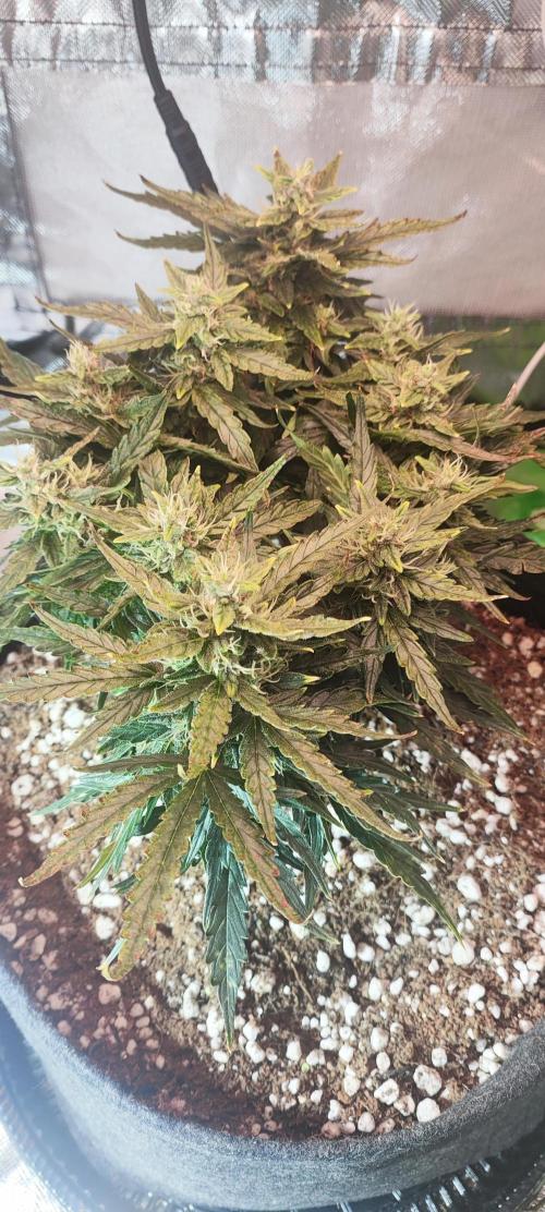 N° 1 -  Auto Blueberry. Week 8