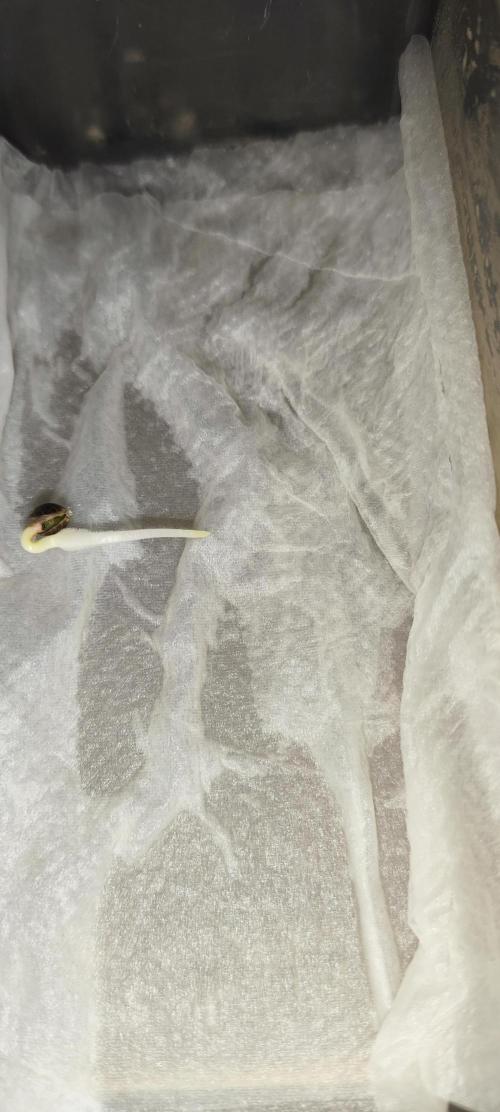Blue Skywalker Berry. Week 0 - Aqui a Auto Skywalker que ganhei de brinde na última compra na Netseeds. 
