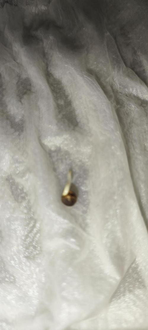Blue Skywalker Berry. Week 0 - Aqui a Auto Blueberry